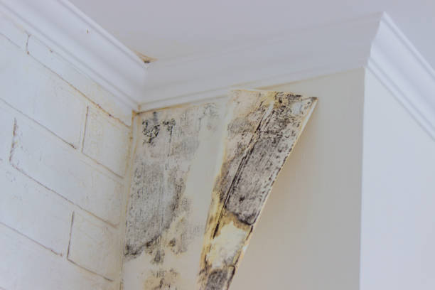 Best Mold Damage Restoration  in Mccoll, SC